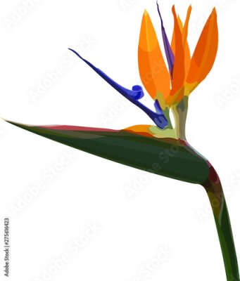 Papier peint  Strelitzia Reginae orange tropical flower bouquets. Vector illustration