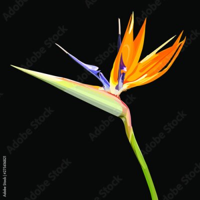 Papier peint  Strelitzia Reginae orange tropical flower bouquets. Vector illustration