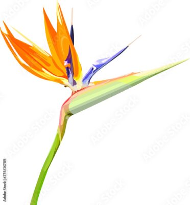 Papier peint  Strelitzia Reginae orange tropical flower bouquets. Vector illustration