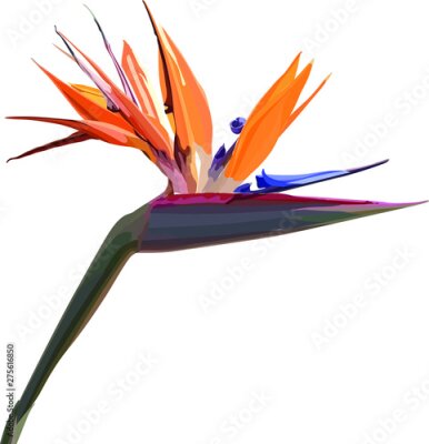 Papier peint  Strelitzia Reginae orange tropical flower bouquets. Vector illustration