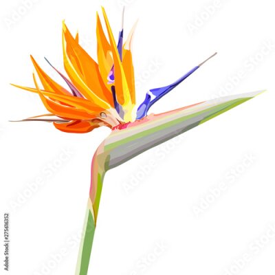 Papier peint  Strelitzia Reginae orange tropical flower bouquets. Vector illustration