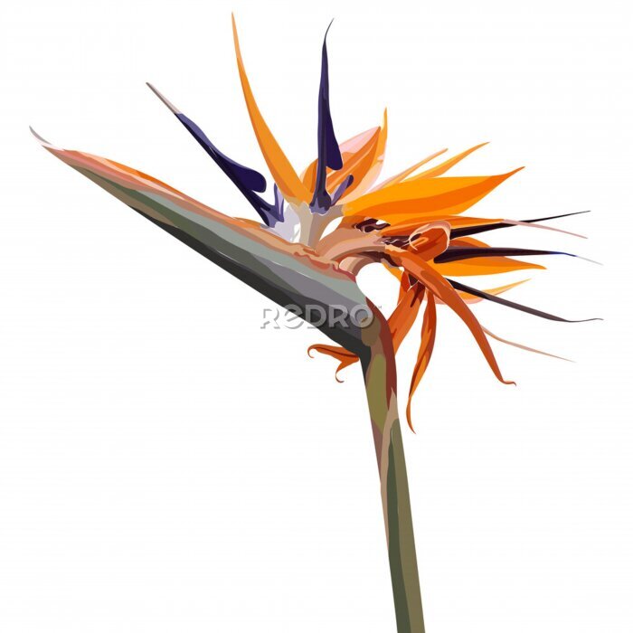 Papier peint  Strelitzia Reginae orange tropical flower bouquets. Vector illustration