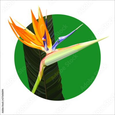Papier peint  Strelitzia Reginae orange tropical flower bouquets vector set. Green leaves, orange and violet blossom design set. South African plant, so called crane flower or bird of paradise. 