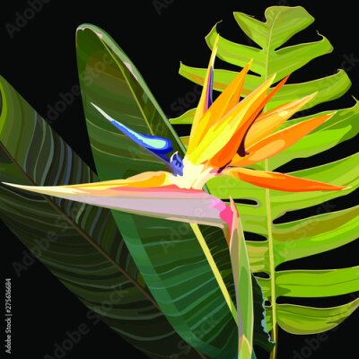 Papier peint  Strelitzia Reginae orange tropical flower bouquets vector set. Green leaves, orange and violet blossom design set. South African plant, so called crane flower or bird of paradise. 