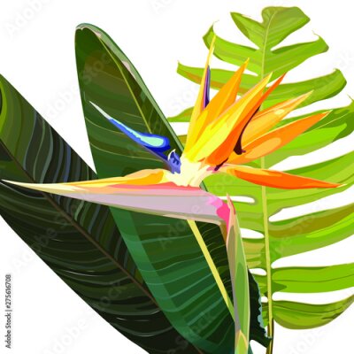 Papier peint  Strelitzia Reginae orange tropical flower bouquets vector set. Green leaves, orange and violet blossom design set. South African plant, so called crane flower or bird of paradise. 
