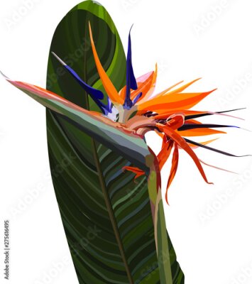 Papier peint  Strelitzia Reginae orange tropical flower bouquets vector set. Green leaves, orange and violet blossom design set. South African plant, so called crane flower or bird of paradise. 