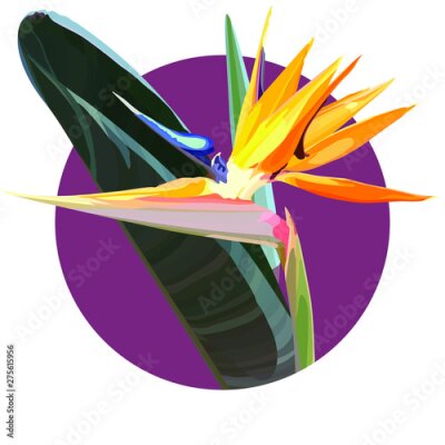 Papier peint  Strelitzia Reginae orange tropical flower bouquets vector set. Green leaves, orange and violet blossom design set. South African plant, so called crane flower or bird of paradise. 