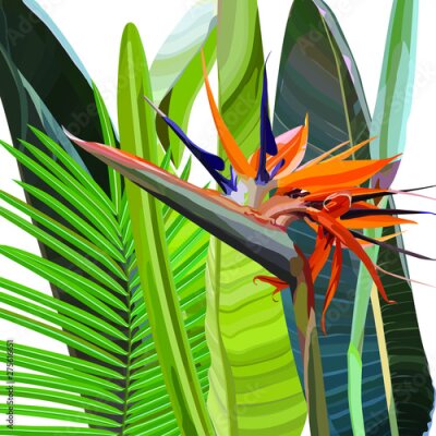 Papier peint  Strelitzia Reginae orange tropical flower bouquets vector set. Green leaves, orange and violet blossom design set. South African plant, so called crane flower or bird of paradise. 