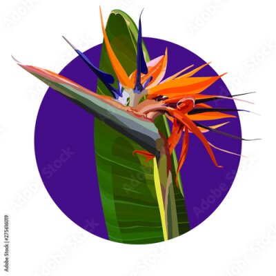 Papier peint  Strelitzia Reginae orange tropical flower bouquets vector set. Green leaves, orange and violet blossom design set. South African plant, so called crane flower or bird of paradise. 