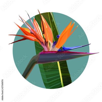 Papier peint  Strelitzia Reginae orange tropical flower bouquets vector set. Green leaves, orange and violet blossom design set. South African plant, so called crane flower or bird of paradise. 