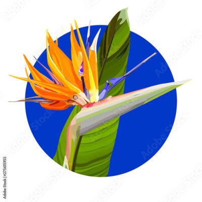 Papier peint  Strelitzia Reginae orange tropical flower bouquets vector set. Green leaves, orange and violet blossom design set. South African plant, so called crane flower or bird of paradise. 
