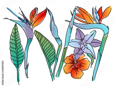 Papier peint  Strelitzia Reginae orange tropical flower bouquets vector set isolated on white. Tropical flowers. Green leaves orange and violet blossom design set. Modern hand drawing African plant bird of paradise