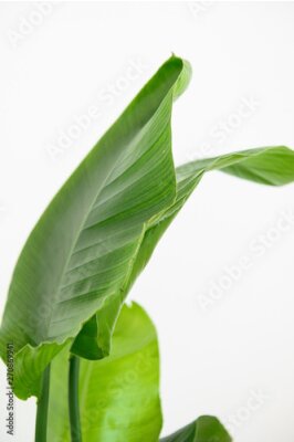 Papier peint  Strelitzia Reginae orange tropical flower. Green leaves close up