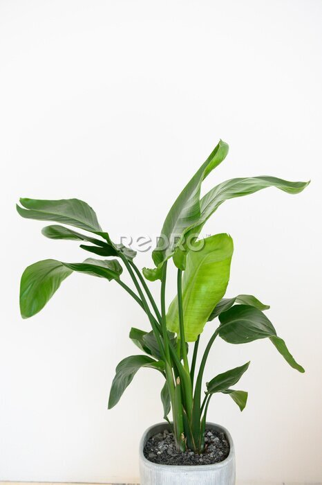 Papier peint  Strelitzia Reginae orange tropical flower. Green leaves close up