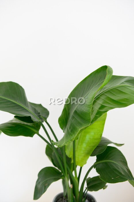 Papier peint  Strelitzia Reginae orange tropical flower. Green leaves close up