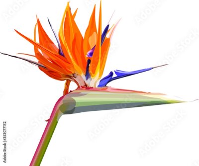 Papier peint  Strelitzia Reginae orange tropical flower. Green leaves, orange and violet blossom design set. South African plant, so called crane flower or bird of paradise. EPS 10
