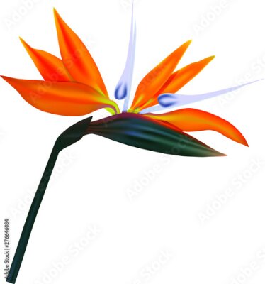 Papier peint  Strelitzia Reginae orange tropical flower  vector  isolated on white.Exotic tropical hawaiian jungle. Isolated illustration element. South African plant, so called crane flower or bird of paradise.