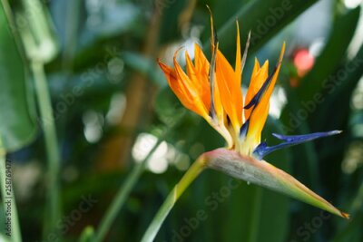 Papier peint  Strelitzia Reginae orange tropical flower with green leaves