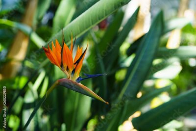 Papier peint  Strelitzia Reginae orange tropical flower with green leaves