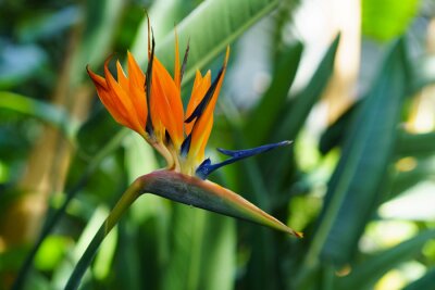 Papier peint  Strelitzia Reginae orange tropical flower with green leaves