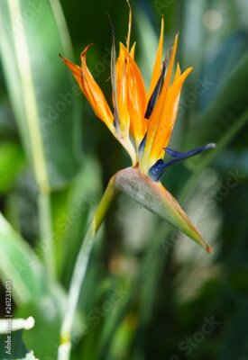 Papier peint  Strelitzia Reginae orange tropical flower with green leaves