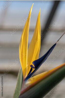 Papier peint  Strelitzia reginae, Otsu no Sato Road Station, Minami Boso City, Chiba Prefecture, Japan