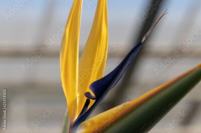 Papier peint  Strelitzia reginae, Otsu no Sato Road Station, Minami Boso City, Chiba Prefecture, Japan