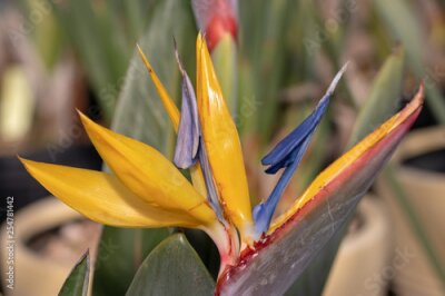 Papier peint  Strelitzia reginae, Otsu no Sato Road Station, Minami Boso City, Chiba Prefecture, Japan