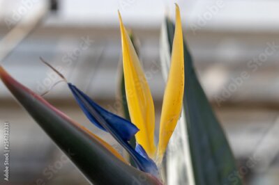 Papier peint  Strelitzia reginae, Otsu no Sato Road Station, Minami Boso City, Chiba Prefecture, Japan