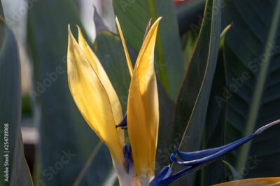 Papier peint  Strelitzia reginae, Otsu no Sato Road Station, Minami Boso City, Chiba Prefecture, Japan
