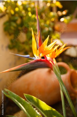 Papier peint  Strelitzia reginae ou fleur d'oiseau de paradis
