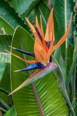 Papier peint  Strelitzia reginae ou le paradis birdflower est la fleur officielle de la ville de Los Angeles