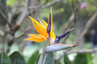 Papier peint  Strelitzia reginae ou oiseau de paradis fleur.