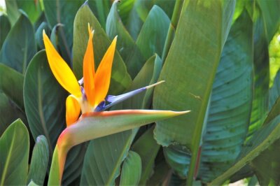 Papier peint  strelitzia reginae ou oiseau du paradis sur fond de feuille