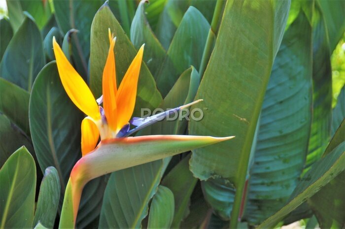 Papier peint  strelitzia reginae ou oiseau du paradis sur fond de feuille