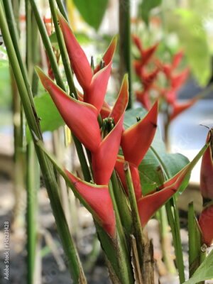 Papier peint  Strelitzia reginae ou Strelitzia fleur de grue ou fleur d'oiseau de paradis.