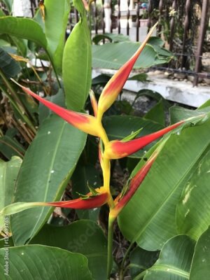 Papier peint  Strelitzia reginae ou Strelitzia grue fleur ou oiseau de fleur de paradis.