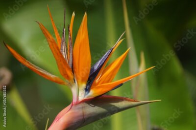 Papier peint  Strelitzia Reginae - Papageienblume