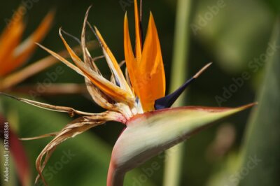 Papier peint  Strelitzia Reginae - Papageienblume
