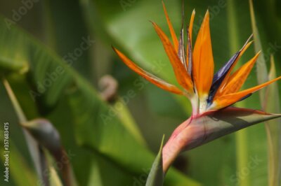 Papier peint  Strelitzia Reginae - Papageienblume