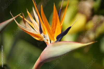 Papier peint  Strelitzia Reginae - Papageienblume - Close up