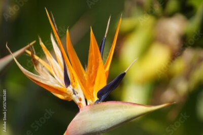 Papier peint  Strelitzia Reginae - Papageienblume - Close up