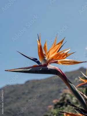 Papier peint  Strelitzia reginae, Paradise Bird flower against the backdrop of a hill and blue sky. African flowers. Flora of South Africa. Amazing creation of nature, blossom plant, botanical garden