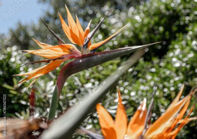 Papier peint  Strelitzia reginae, Paradise Bird flower against the backdrop of a hill and blue sky. African flowers. Flora of South Africa. Amazing creation of nature, blossom plant, botanical garden