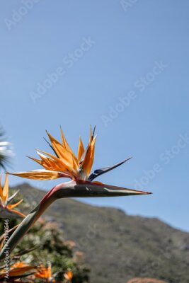 Papier peint  Strelitzia reginae, Paradise Bird flower against the backdrop of a hill and blue sky. African flowers. Flora of South Africa. Amazing creation of nature, blossom plant, botanical garden