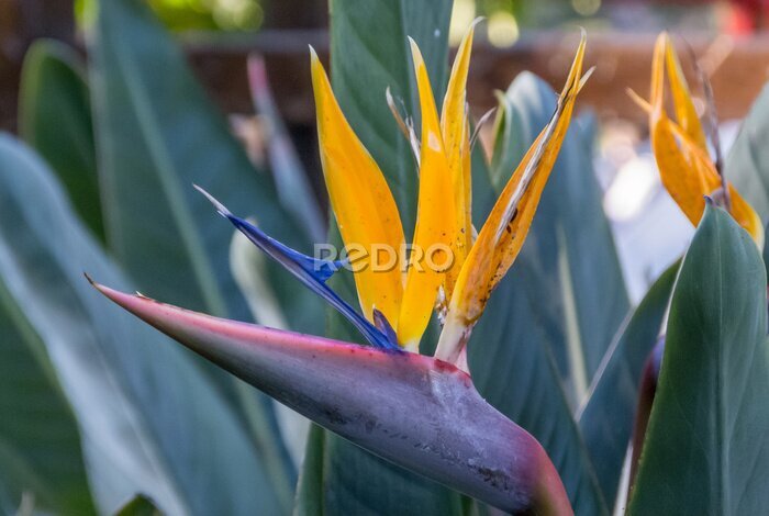 Papier peint  Strelitzia reginae, paradise flower