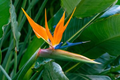 Papier peint  Strelitzia reginae pertenece a la familia Strelitziaceae