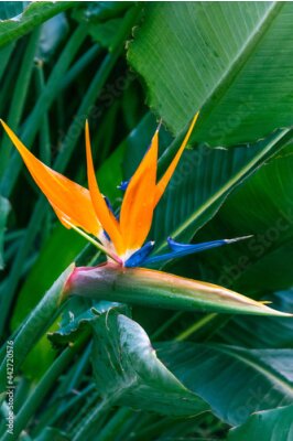 Papier peint  Strelitzia reginae pertenece a la familia Strelitziaceae