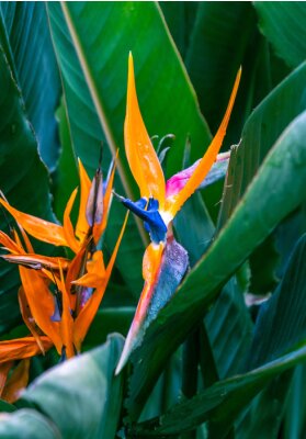 Papier peint  Strelitzia reginae pertenece a la familia Strelitziaceae