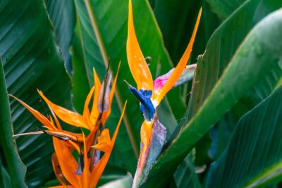 Papier peint  Strelitzia reginae pertenece a la familia Strelitziaceae